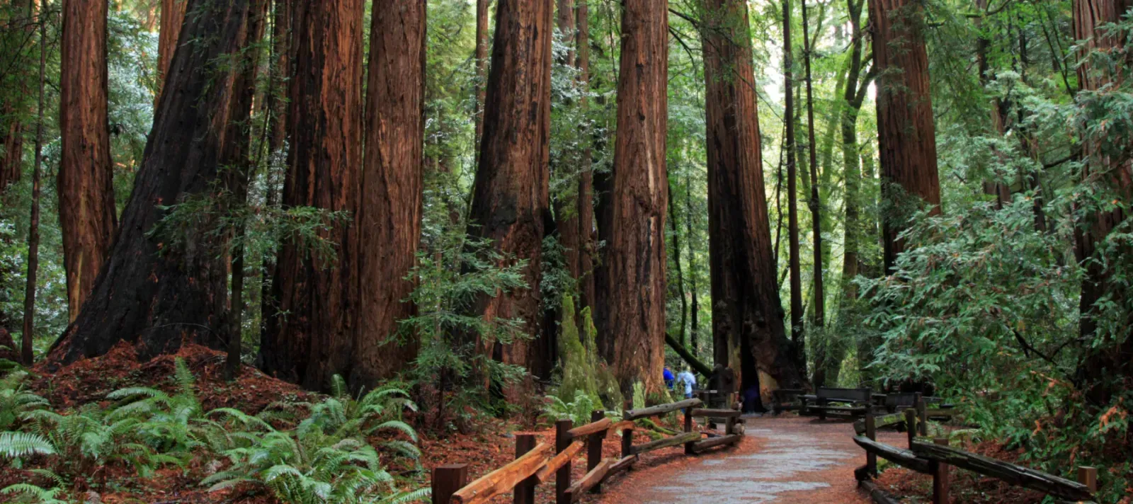 Muir Woods National Monument